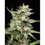 Fruity Forest Feminized Seeds by Triploid Genetics