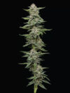 Garlic Budder Feminized Seeds by Humboldt Seed Company - Image 3