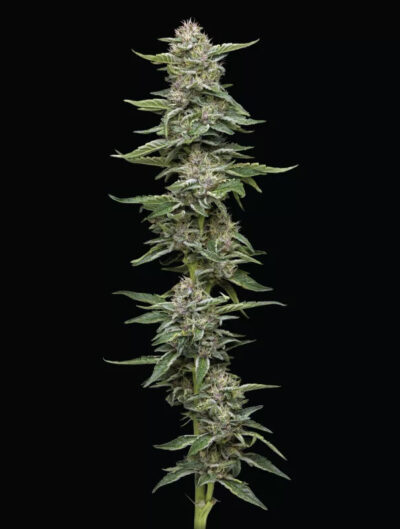 Garlic Budder Feminized Seeds by Humboldt Seed Company - Image 3