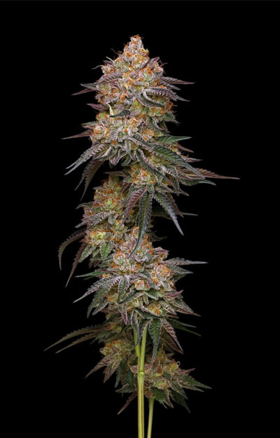Granny Candy Feminized Seeds by Humboldt Seed Company - Image 3