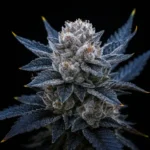 Guava Ice Cream Feminized Seeds by Triploid Genetics