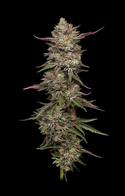 Guzzlerz Feminized Seeds by Humboldt Seed Company - Image 3