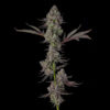 Mr. Jones Feminized Seeds by Compound Genetics
