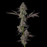 Mr. Jones Feminized Seeds by Compound Genetics