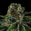 Mr. Jones Feminized Seeds by Compound Genetics - Image 2