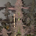 Nvthis Feminized seeds by Relentless Genetics