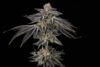 Purple Ink Feminized Seeds by Umami Seed Company - Image 3