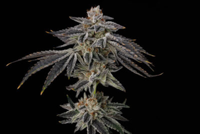 Purple Ink Feminized Seeds by Umami Seed Company - Image 3