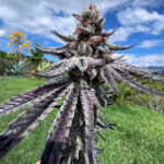 Purple Ink Feminized Seeds by Umami Seed Company