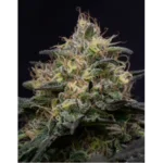 Silly Hills Feminized Seeds by Triploid Genetics