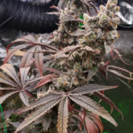 Strawzilla Feminized Seeds by Umami Seed Company