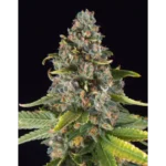 Summer Sweet Feminized Seeds by Triploid Genetics