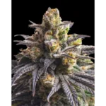 Sweetheart Feminized Seeds by Triploid Genetics