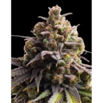 Tahitian Tingle Feminized Seeds by Triploid Genetics