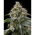 The Rascal Feminized Seeds by Triploid Genetics