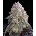 Tropical Sherbberry Feminized Seeds by Triploid Genetics