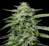 Blueberry Honey Feminized Seeds by Humboldt Seed Company