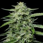 Blueberry Honey Feminized Seeds by Humboldt Seed Company