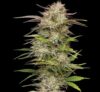 California Haze Feminized Seeds by Humboldt Seed Company