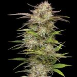California Haze Feminized Seeds by Humboldt Seed Company