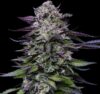 Candy Hustle Feminized Seeds by Humboldt Seed Company