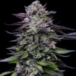 Candy Hustle Feminized Seeds by Humboldt Seed Company