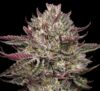 Chicken n’ Wafflez Feminized Seeds by Humboldt Seed Company