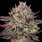 Chicken n’ Wafflez Feminized Seeds by Humboldt Seed Company