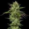 Collie man Kush Feminized Seeds by Humboldt Seed Company
