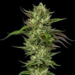 Collie man Kush Feminized Seeds by Humboldt Seed Company