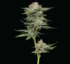 Durban Poison Autoflower Seeds by Humboldt Seed Company