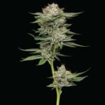 Durban Poison Autoflower Seeds by Humboldt Seed Company