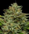 Emerald Fire OG Autoflower Seeds by Humboldt Seed Company