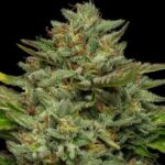 Emerald Fire OG Autoflower Seeds by Humboldt Seed Company