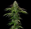 Garlic Budder Autoflower Seeds by Humboldt Seed Company