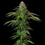 Garlic Budder Autoflower Seeds by Humboldt Seed Company