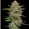 Hella Jelly Feminized Seeds by Humboldt Seed Company