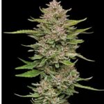 Hella Jelly Autoflower Seeds by Humboldt Seed Company