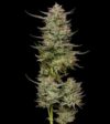 Jelly Donutz Feminized Seeds by Humboldt Seed Company - Image 3