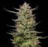 Jelly Donutz Feminized Seeds by Humboldt Seed Company