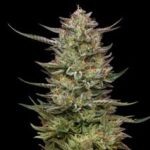 Jelly Donutz Feminized Seeds by Humboldt Seed Company