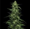 Limez Feminized Seeds by Humboldt Seed Company