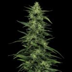 Limez Feminized Seeds by Humboldt Seed Company