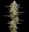 Mint Jelly Autoflower Seeds by Humboldt Seed Company - Image 3