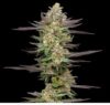 Mint Jelly Autoflower Seeds by Humboldt Seed Company