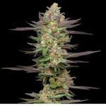 Mint Jelly Autoflower Seeds by Humboldt Seed Company