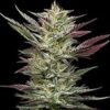 Notorious THC Feminized Seeds by Humboldt Seed Company