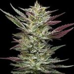 Notorious THC Feminized Seeds by Humboldt Seed Company
