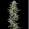 Nutter Budder Feminized Seeds by Humboldt Seed Company