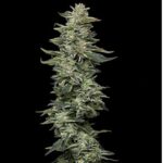 Nutter Budder Feminized Seeds by Humboldt Seed Company